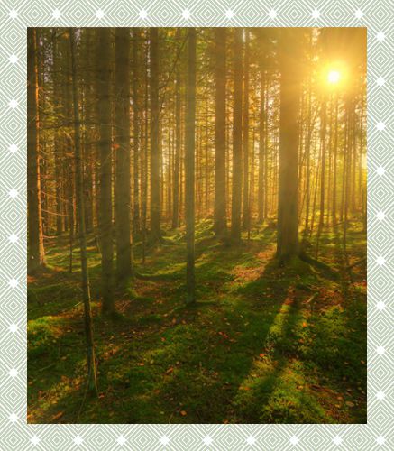 paysage du pays d'ouche foret du pays d'ouche